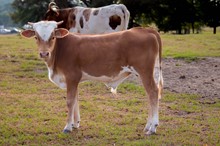 Carole 2023 bull calf