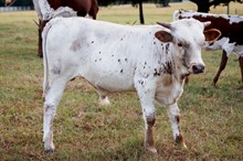 Dixie 2023 bull calf