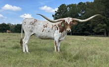 KDK VALIANT’S MINERVA