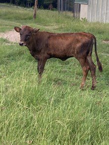 POR Heifer 503